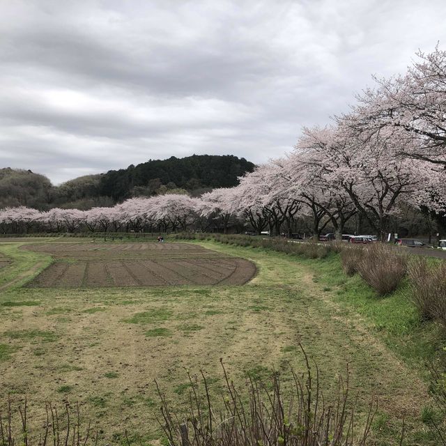 【巾着田】