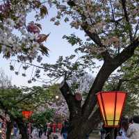 造幣局桜の通り抜け、桜は既に散り始め、有終の美