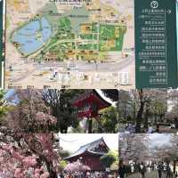 櫻花🌸盛放之時👍🏻必去上野恩賜公園👌🏻家庭一日遊😆日本🗾人最愛之地