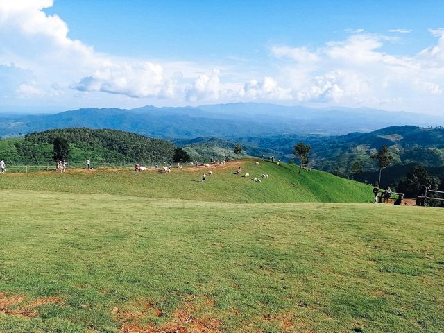 Akha Farmville ฟาร์มแกะดอยช้าง