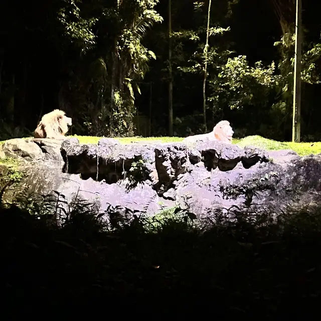 新加坡夜間動物園很酷