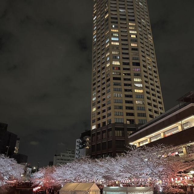 超美的目黑川夜櫻 