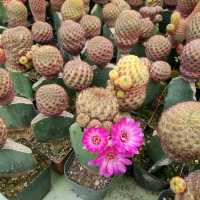 ATOK BENGUET IS A SUCCULENTS CITY