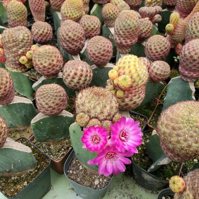 ATOK BENGUET IS A SUCCULENTS CITY