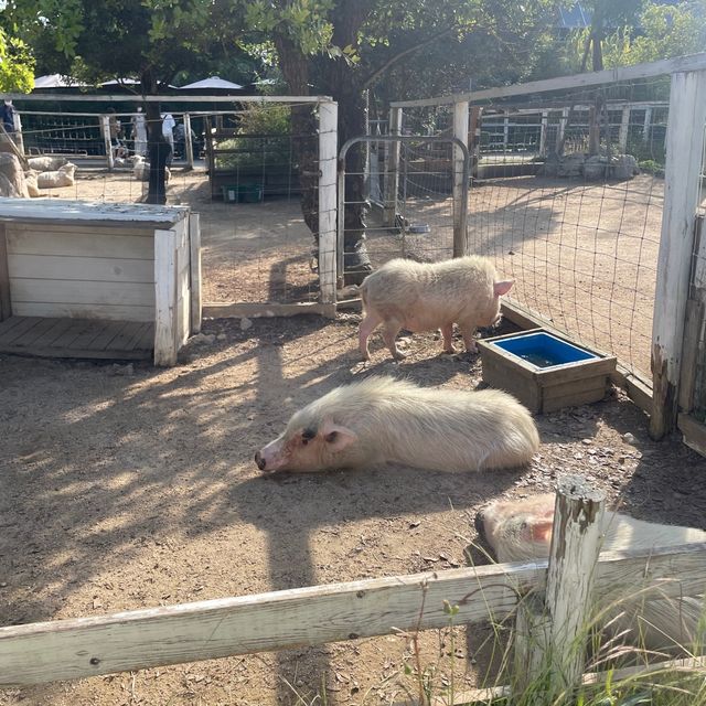 関西でおすすめの体験型動物園🐇🐅🐈🐕🦆