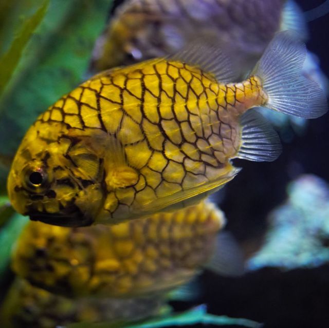 🌊置身暹羅海洋🌊