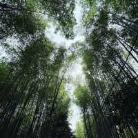 竹林の小径