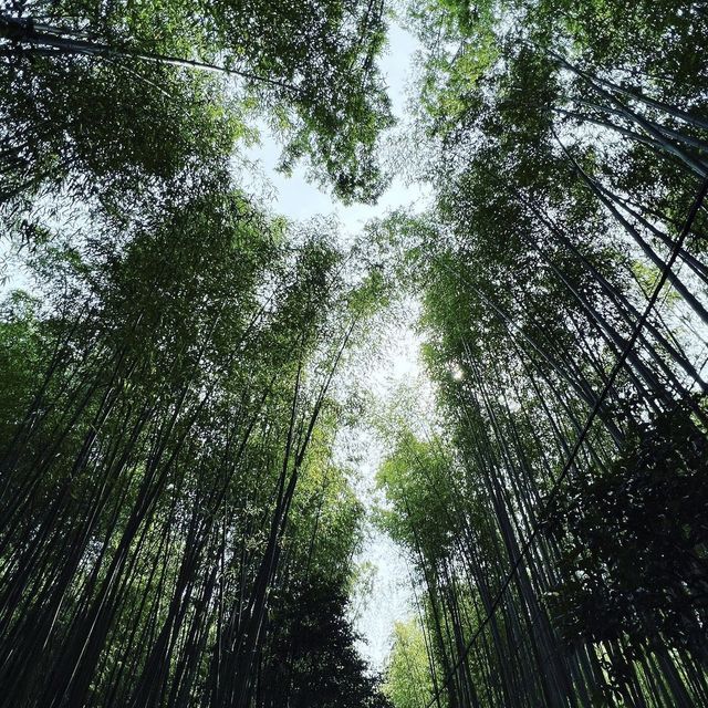 竹林の小径