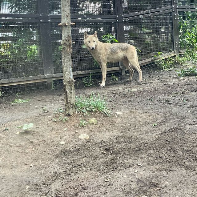 円山動物園