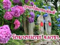 วัดแห่งดอกอะจิไซ จ.นารา