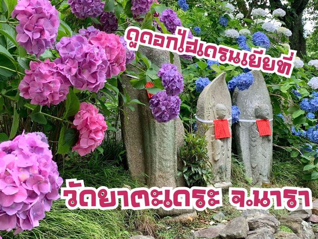 วัดแห่งดอกอะจิไซ จ.นารา