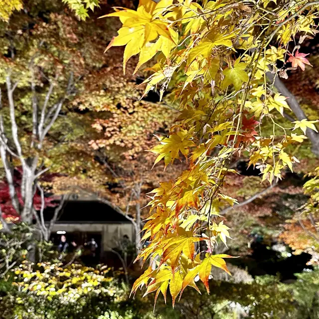 昭和紀念公園銀杏賞楓 