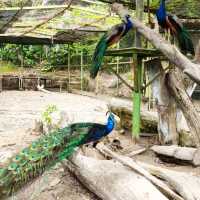 Bukit Merah Pavilion Mini Petting Zoo