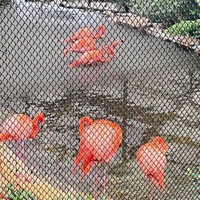 香港動植物園-給自己最美的大自然的饗宴