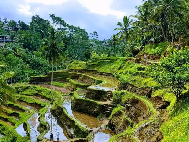 Tegalalang Rice Terrace Ubud Bali