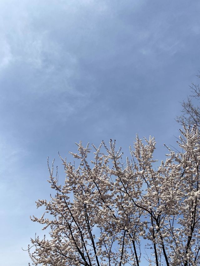 🌸 드디어 열린 “광양 매화축제”