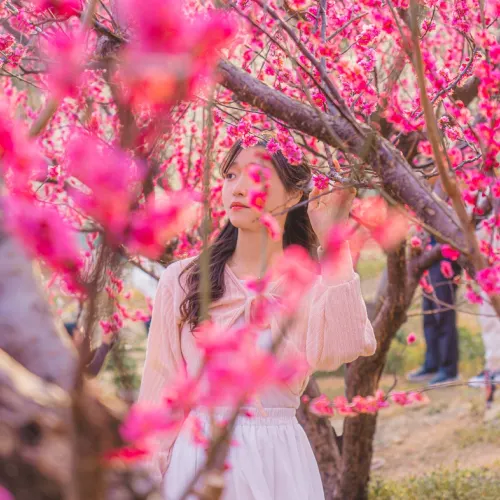 🌸봄의 매화가 가득히 피어난 부산 봄 여행지 [기장, 매화원]🌸