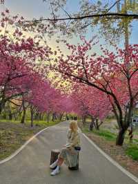 겹벚꽃명소 충남 서산 문수사🌸💕
