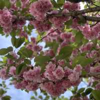 보라매공원 에어파크 벚꽃 말고 겹벚꽃 구경🌸