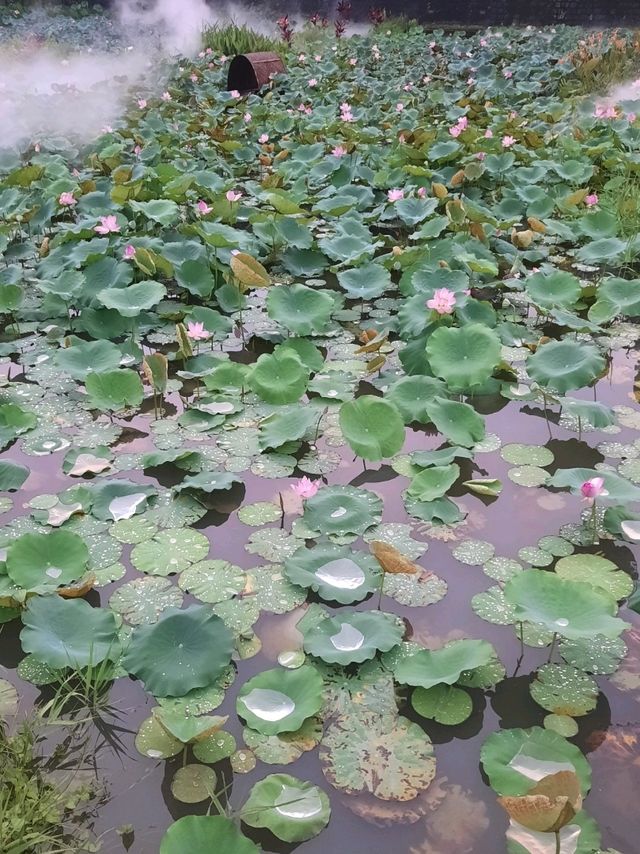 城中荷花🌸