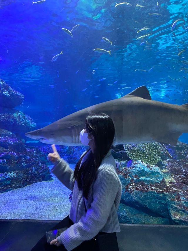 부산 데이트코스 아쿠아리움🐠🐟🦈💙