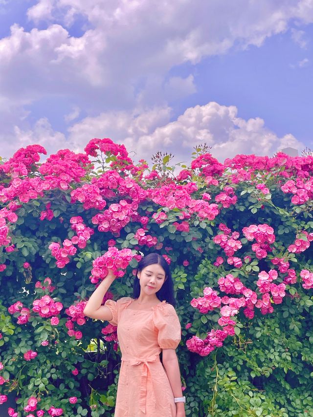 내년 5월 장미 축제는 꼭 보러가기❤️🌹