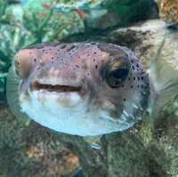 พิพิธภัณฑ์สัตว์น้ำท่าเรือนาโกย่า 名古屋港水族館