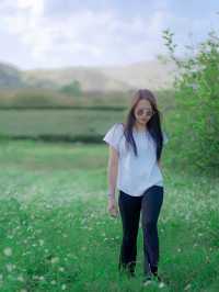SINGHA PARK สัมผัสธรรมชาติท่ามกลางไร่ชา