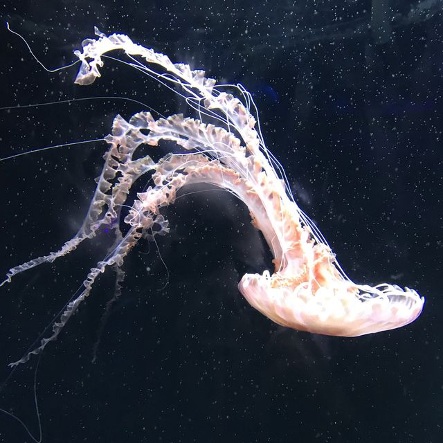 S.E.A Aquarium Singapore 🐳🐠🐡🦑