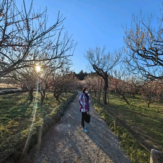 Plum tree garden in March 