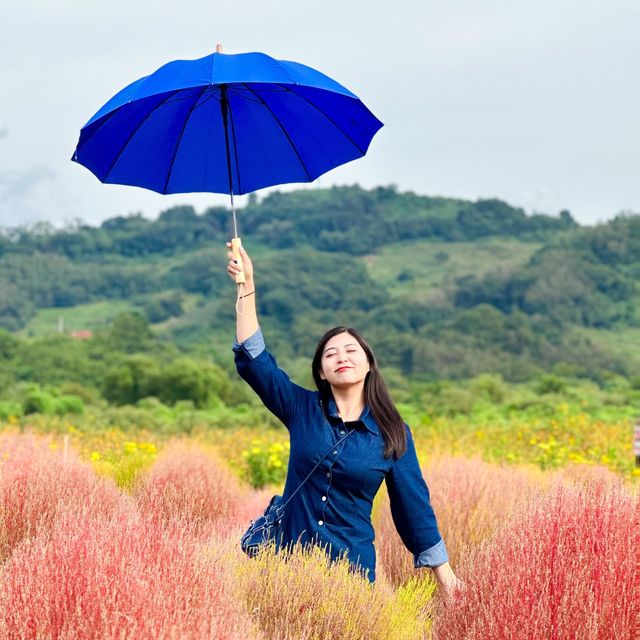 가을나들이명소 연천 댑싸리공원🌳🍁