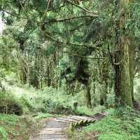 The Gorgeous Alishan Nature Reserve
