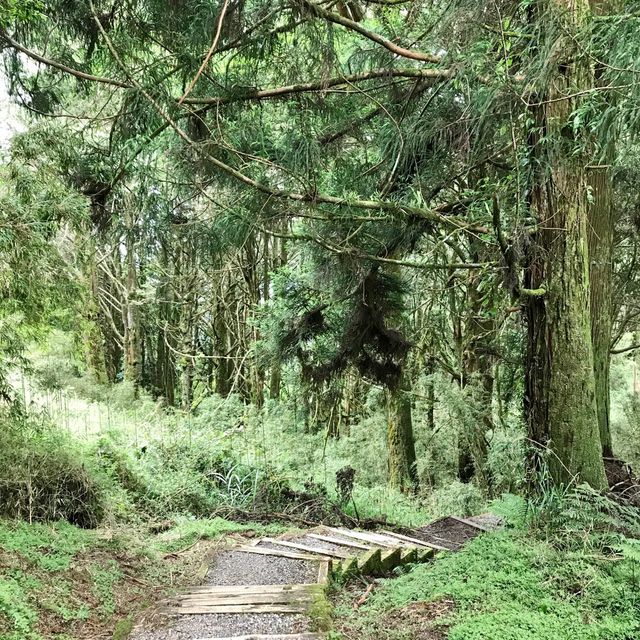 The Gorgeous Alishan Nature Reserve