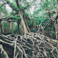 ไทรโบรา​ณเมืองพังงา