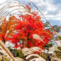 Beautiful Autumn Of Suwon Hwaseong Fortress 