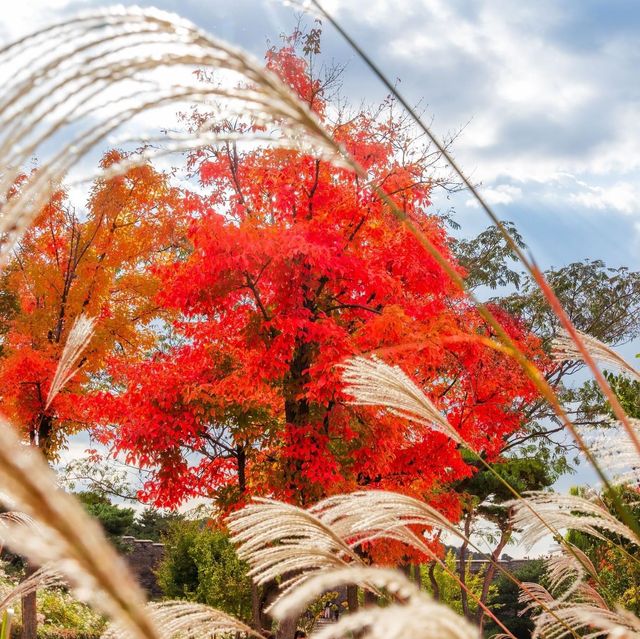 Beautiful Autumn Of Suwon Hwaseong Fortress 