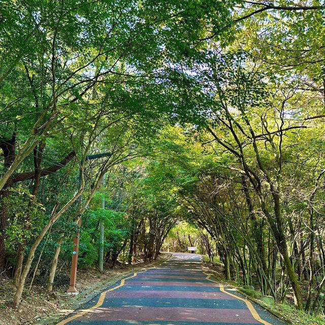 전남 월출산 단풍 여행