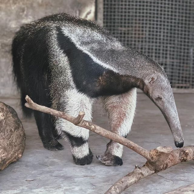 愛媛県立Tobe 動物園 🐼🌴與可愛動物的奇幻相遇