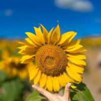 ทุ่งทานตะวันเขาใหญ่ บานสะพรั่งรับลมหนาว🌻