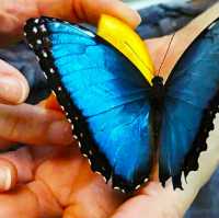 UNFORGETTABLE MOMENT @  THE BUTTERFLY HOUSE!