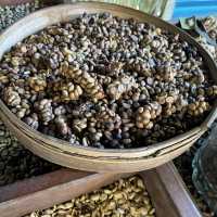 Luwak Coffee Plantation in Bali | Tampaksiring