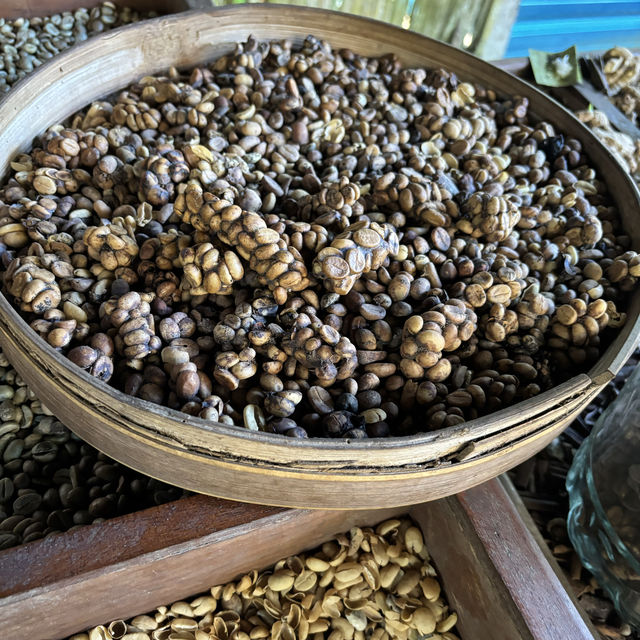 Luwak Coffee Plantation in Bali | Tampaksiring