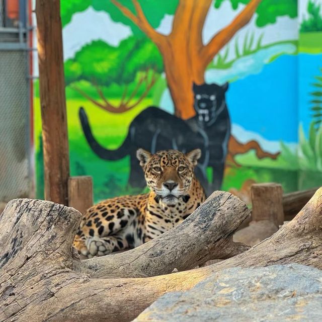 福州動物園🦁小朋友最開心事 