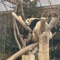 Fubao the panda world in Seoul 