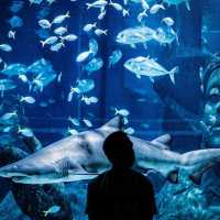 🐳 Sea Life Bangkok Ocean World 🐳