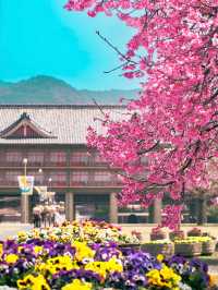 【奈良】春先取り！早咲の桜スポット🌸