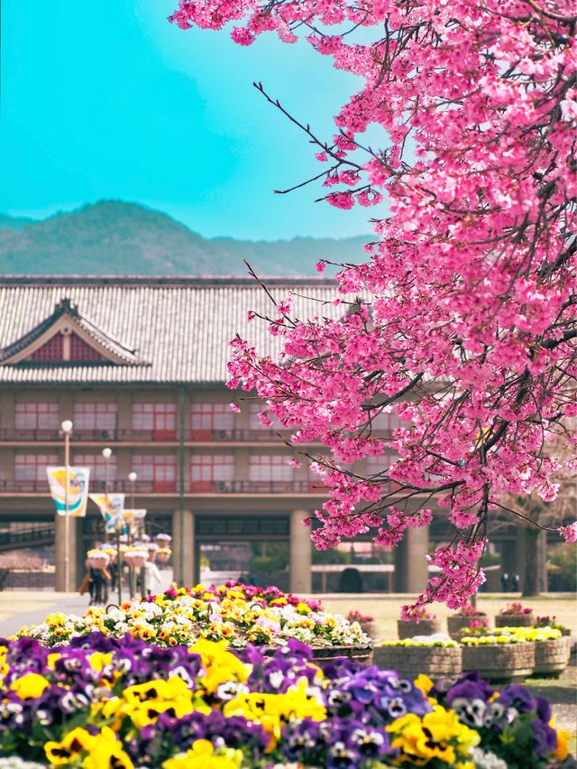 【奈良】春先取り！早咲の桜スポット🌸