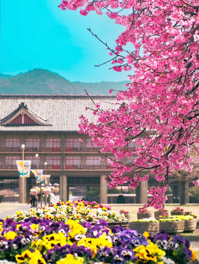 春先取り！奈良の早咲の桜スポット🌸