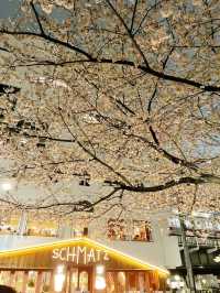 【東京】人気桜スポット🌸目黒川にかかるソメイヨシノトンネル
