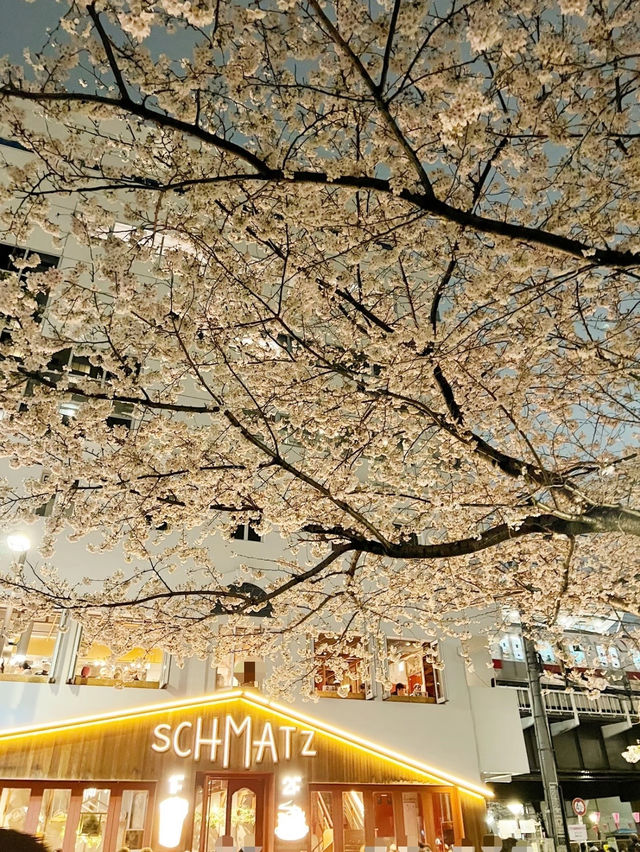 【東京】人気桜スポット🌸目黒川にかかるソメイヨシノトンネル